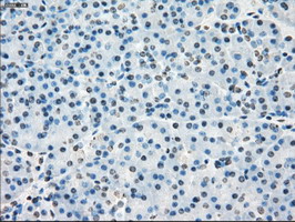 CYPOR / POR Antibody - IHC of paraffin-embedded pancreas tissue using anti-POR mouse monoclonal antibody. (Dilution 1:50).