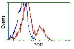 CYPOR / POR Antibody - HEK293T cells transfected with either pCMV6-ENTRY POR (Red) or empty vector control plasmid (Blue) were immunostained with anti-POR mouse monoclonal(Dilution 1:1,000), and then analyzed by flow cytometry.