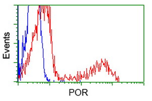 CYPOR / POR Antibody - HEK293T cells transfected with either pCMV6-ENTRY POR (Red) or empty vector control plasmid (Blue) were immunostained with anti-POR mouse monoclonal(Dilution 1:1,000), and then analyzed by flow cytometry.