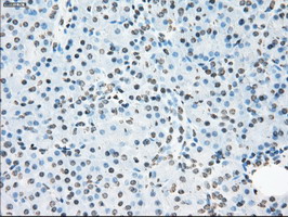 CYPOR / POR Antibody - IHC of paraffin-embedded pancreas tissue using anti-POR mouse monoclonal antibody. (Dilution 1:50).