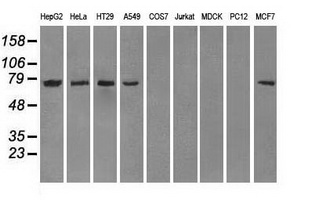 CYPOR / POR Antibody - Western blot of extracts (35 ug) from 9 different cell lines by using anti-POR monoclonal antibody.