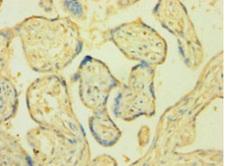 CYPOR / POR Antibody - Immunohistochemistry of paraffin-embedded human placenta tissue using POR Antibody at dilution of 1:100