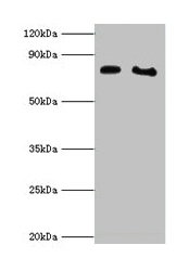CYPOR / POR Antibody - Western blot All lanes: NADPH--cytochrome P450 reductase antibody at 2µg/ml Lane 1: K562 whole cell lysate Lane 2: NIH/3T3 whole cell lysate Lane 3: 293T whole cell lysate Lane 4: Hela whole cell lysate Lane 5: HepG2 whole cell lysate Lane 6: A431 whole cell lysate Secondary Goat polyclonal to rabbit IgG at 1/10000 dilution Predicted band size: 77 kDa Observed band size: 77 kDa