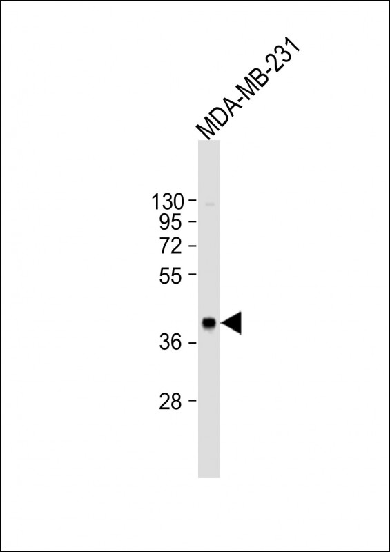 CYR61 Antibody - Anti-CYR61 Antibody (Center) at 1:2000 dilution + MDA-MB-231 whole cell lysate Lysates/proteins at 20 ug per lane. Secondary Goat Anti-Rabbit IgG, (H+L), Peroxidase conjugated at 1:10000 dilution. Predicted band size: 42 kDa. Blocking/Dilution buffer: 5% NFDM/TBST.