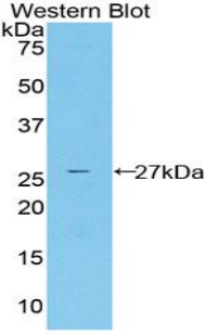 CYR61 Antibody - Western blot of recombinant CYR61.  This image was taken for the unconjugated form of this product. Other forms have not been tested.