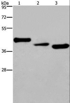 CYR61 Antibody - Western blot analysis of Mouse heart tissue, A549 and HepG2 cell, using CYR61 Polyclonal Antibody at dilution of 1:300.