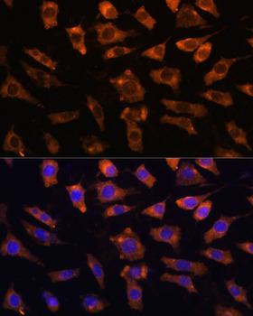 CYR61 Antibody - Immunofluorescence analysis of L929 cells using CYR61 Polyclonal Antibody at dilution of 1:100.Blue: DAPI for nuclear staining.