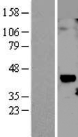 CYR61 Protein - Western validation with an anti-DDK antibody * L: Control HEK293 lysate R: Over-expression lysate