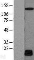 (CYREN) C7orf49 Protein - Western validation with an anti-DDK antibody * L: Control HEK293 lysate R: Over-expression lysate