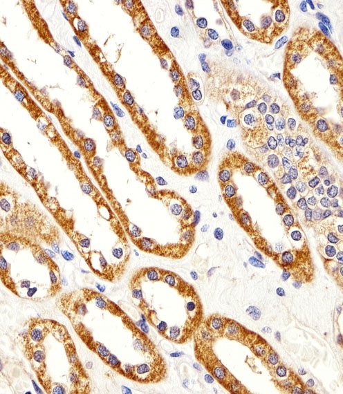 CYS1 Antibody - Immunohistochemical of paraffin-embedded H.kidney section using CYS1 Antibody. Antibody was diluted at 1:25 dilution. A peroxidase-conjugated goat anti-rabbit IgG at 1:400 dilution was used as the secondary antibody, followed by DAB staining.