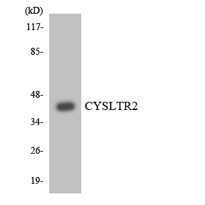 CYSLT2 / CYSLTR2 Antibody - Western blot analysis of the lysates from HT-29 cells using CYSLTR2 antibody.