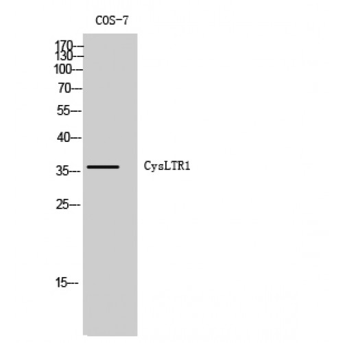 CYSLTR1 / CYSLT1 Antibody - Western blot of CysLTR1 antibody