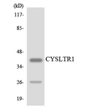CYSLTR1 / CYSLT1 Antibody - Western blot analysis of the lysates from HT-29 cells using CYSLTR1 antibody.