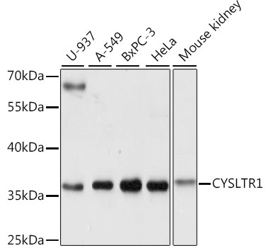 CYSLTR1 / CYSLT1 Antibody - Western blot analysis of extracts of various cell lines, using CYSLTR1 antibody at 1:1000 dilution. The secondary antibody used was an HRP Goat Anti-Rabbit IgG (H+L) at 1:10000 dilution. Lysates were loaded 25ug per lane and 3% nonfat dry milk in TBST was used for blocking. An ECL Kit was used for detection and the exposure time was 3s.
