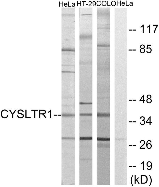 CYSLTR1 / CYSLT1 Antibody - Western blot analysis of extracts from HeLa cells, HT-29 cells and COLO205 cells, using CYSLTR1 antibody.