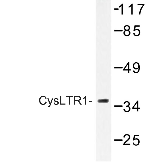 CYSLTR1 / CYSLT1 Antibody - Western blot of CysLTR1 (K172) pAb in extracts from COS-7 cells.