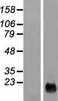 CYSRT1 / C9orf169 Protein - Western validation with an anti-DDK antibody * L: Control HEK293 lysate R: Over-expression lysate