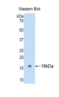 Cystatin SA / CST2 Antibody - Western blot of recombinant Cystatin SA / CST2.  This image was taken for the unconjugated form of this product. Other forms have not been tested.