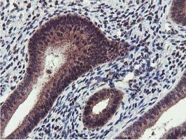 Cystatin SA / CST2 Antibody - IHC of paraffin-embedded Human endometrium tissue using anti-CST2 mouse monoclonal antibody.