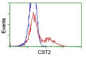 Cystatin SA / CST2 Antibody - HEK293T cells transfected with either overexpress plasmid (Red) or empty vector control plasmid (Blue) were immunostained by anti-CST2 antibody, and then analyzed by flow cytometry.