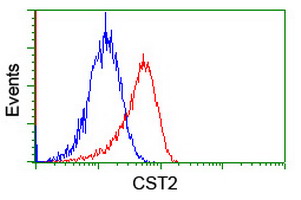 Cystatin SA / CST2 Antibody - Flow cytometry of Jurkat cells, using anti-CST2 antibody (Red), compared to a nonspecific negative control antibody (Blue).
