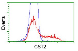Cystatin SA / CST2 Antibody - HEK293T cells transfected with either overexpress plasmid (Red) or empty vector control plasmid (Blue) were immunostained by anti-CST2 antibody, and then analyzed by flow cytometry.