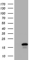 Cystatin SA / CST2 Antibody - HEK293T cells were transfected with the pCMV6-ENTRY control (Left lane) or pCMV6-ENTRY CST2 (Right lane) cDNA for 48 hrs and lysed. Equivalent amounts of cell lysates (5 ug per lane) were separated by SDS-PAGE and immunoblotted with anti-CST2.