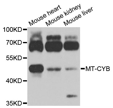 CYTB / MT-CYB Antibody - Western blot analysis of extracts of various cell lines.