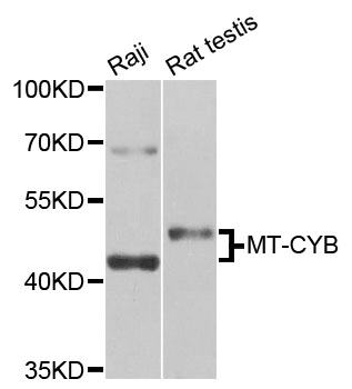 CYTB / MT-CYB Antibody - Western blot analysis of extracts of various cell lines.