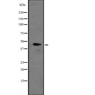 CYTB / MT-CYB Antibody - Western blot analysis of MT-CYB expression in HeLa cells lysate. The lane on the left is treated with the antigen-specific peptide.