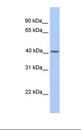 CYTB / MT-CYB Antibody - Hela cell lysate. Antibody concentration: 1.0 ug/ml. Gel concentration: 12%.  This image was taken for the unconjugated form of this product. Other forms have not been tested.