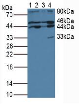 CYTH1 / Cytohesin-1 Antibody - Western Blot; Sample: Lane1: Human Jurkat Cells; Lane2: Human Raji Cells; Lane3: Human K562 Cells; Lane4: Porcine Brain Tissue.