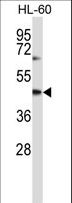 CYTH1 / Cytohesin-1 Antibody - CYTH1 Antibody western blot of HL-60 cell line lysates (35 ug/lane). The CYTH1 antibody detected the CYTH1 protein (arrow).