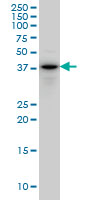 CYTH2 / Cytohesin 2 Antibody - PSCD2 monoclonal antibody (M02), clone 6H5 Western blot of PSCD2 expression in PC-12.