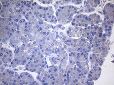 CYTH2 / Cytohesin 2 Antibody - Immunohistochemical staining of paraffin-embedded Human pancreas tissue within the normal limits using anti-CYTH2 mouse monoclonal antibody. (Heat-induced epitope retrieval by 1mM EDTA in 10mM Tris buffer. (pH8.5) at 120°C for 3 min. (1:150)