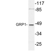 CYTH3 / GRP1 Antibody - Western blot of GRP1 (K400) pAb in extracts from COS7 cells.