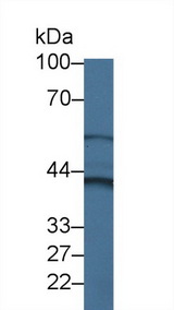 CYTH4 / PSCD4 Antibody - Western Blot; Sample: Porcine Liver lysate; Primary Ab: 3µg/ml Rabbit Anti-Human CYTH4 Antibody Second Ab: 0.2µg/mL HRP-Linked Caprine Anti-Rabbit IgG Polyclonal Antibody