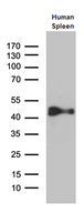 CYTH4 / PSCD4 Antibody - Western blot analysis of extracts. (35ug) from human spleen tissue lysate by using anti-CYTH4 monoclonal antibody. (1:500)