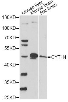 CYTH4 / PSCD4 Antibody - Western blot analysis of extracts of various cell lines, using CYTH4 antibody at 1:1000 dilution. The secondary antibody used was an HRP Goat Anti-Rabbit IgG (H+L) at 1:10000 dilution. Lysates were loaded 25ug per lane and 3% nonfat dry milk in TBST was used for blocking. An ECL Kit was used for detection and the exposure time was 90s.