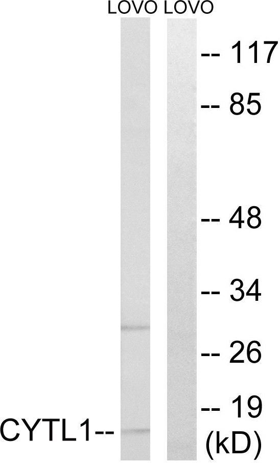CYTL1 / C17 Antibody - Western blot analysis of lysates from LOVO cells, using CYTL1 Antibody. The lane on the right is blocked with the synthesized peptide.