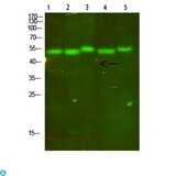 Cytochrome b Antibody - Western Blot analysis of 1, mouse-lung, 2, mouse-brain, 3, mouse-spleen, 4, mouse-kidney, 5, mouse-heart cells using primary antibody diluted at 1:500 (4°C overnight). Secondary antibody:Goat Anti-rabbit IgG IRDye 800 (diluted at 1:5000, 25°C, 1 hour).