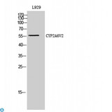 Cytochrome P450 Antibody - Western Blot (WB) analysis of L929 cells using CYP2A6V2 polyclonal antibody.