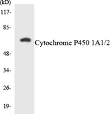 Cytochrome P450 CYP1A1/2 Antibody - Western blot analysis of the lysates from HeLa cells using Cytochrome P450 1A1/2 antibody.