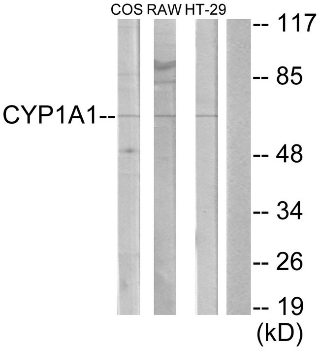 Cytochrome P450 CYP1A1/2 Antibody - Western blot analysis of lysates from COS7, RAW264.7, and HT-29 cells, using Cytochrome P450 1A1/2 Antibody. The lane on the right is blocked with the synthesized peptide.