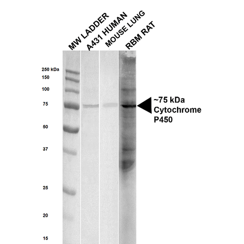 Cytochrome P450 Reductase Antibody - Western blot analysis of Human, Mouse, Rat Human, Mouse and Rat Lysates showing detection of ~ 75 kDa Cytochrome P450 Reductase protein using Rabbit Anti-Cytochrome P450 Reductase Polyclonal Antibody. Lane 1: MW ladder. Lane 2: Human lysate,  A431. Lane 3: Mouse lung lysate.  Lane 4: Rat lysate, Rat Brain Membrane (RBM). Load: 20 µg. Block: 5% milk + TBST for 1 hour at RT. Primary Antibody: Rabbit Anti-Cytochrome P450 Reductase Polyclonal Antibody  at 1:1000 for 1 hour at RT. Secondary Antibody: Goat Anti-Rabbit HRP antibody at 1:2000 for 1 hour at RT. Color Development: TMB solution for 11 min at RT. Predicted/Observed Size: ~ 75 kDa. Other Band(s): ~30 -250 in Rat lysate only.