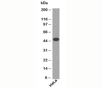 Cytokeratin 1+8 Antibody - Cytokeratin 18 antibody DA7 western blot.  This image was taken for the unmodified form of this product. Other forms have not been tested.