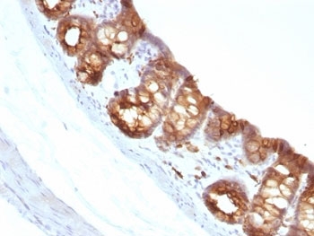 Cytokeratin 1+8 Antibody - Formalin-fixed, paraffin-embedded rat colon stained with Keratin 18 antibody (KRT18/1190).  This image was taken for the unmodified form of this product. Other forms have not been tested.