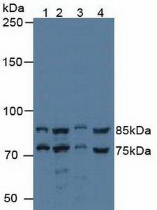 Cytokine IK Antibody - Western Blot; Sample: Lane1: Human 293T Cells; Lane2: Human Hela Cells; Lane3: Porcine Liver Tissue; Lane4: Porcine Kidney Tissue.