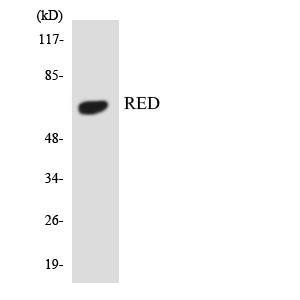 Cytokine IK Antibody - Western blot analysis of the lysates from 293 cells using RED antibody.