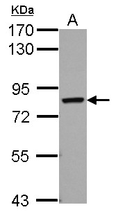 Cytokine IK Antibody - Sample (30 ug of whole cell lysate) A: A549 7.5% SDS PAGE IK antibody diluted at 1:1000